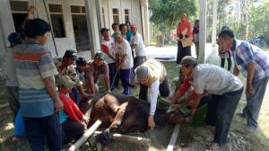 BAKSOS QURBAN SAPI